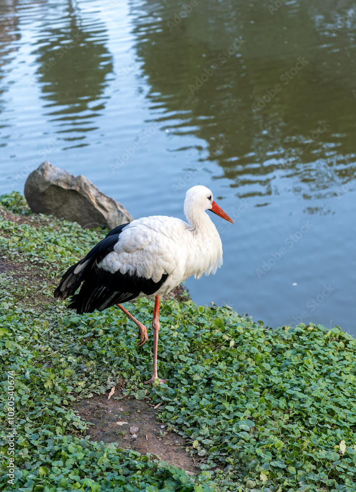 Stork, a large white crane with black wings on the shore of a summer river, vertical photo Stork, a large white crane with black wings on the shore of a summer river, vertical photo