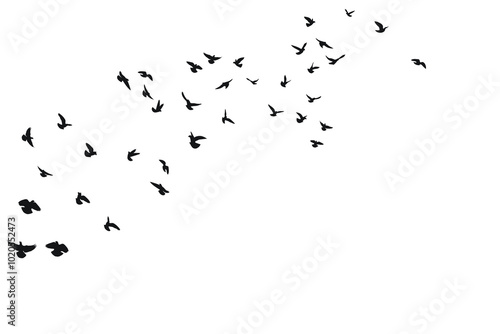 A swarm of birds flies above, silhouette sketch of a flock of birds photo