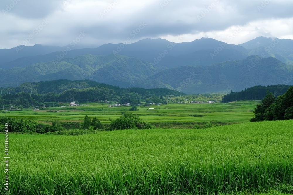 Lush green rice fields under cloudy skies near majestic mountains in rural Japan Lush green rice fields under cloudy skies near majestic mountains in rural Japan