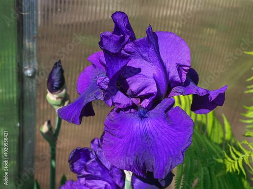 Iris Germanica or Bearded iris, bright colorful flower, close up. German bearded iris is herbaceous, flowering plant of the family Iridaceae. Popular garden plant. photo