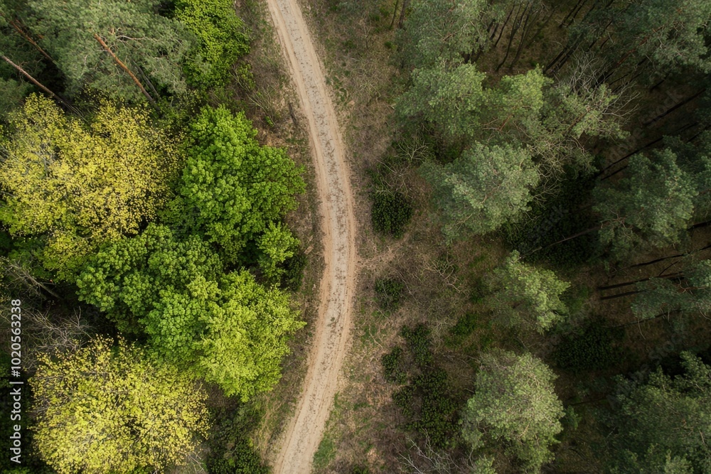 Fototapeta premium Winding dirt path through lush green forest in early spring sunlight