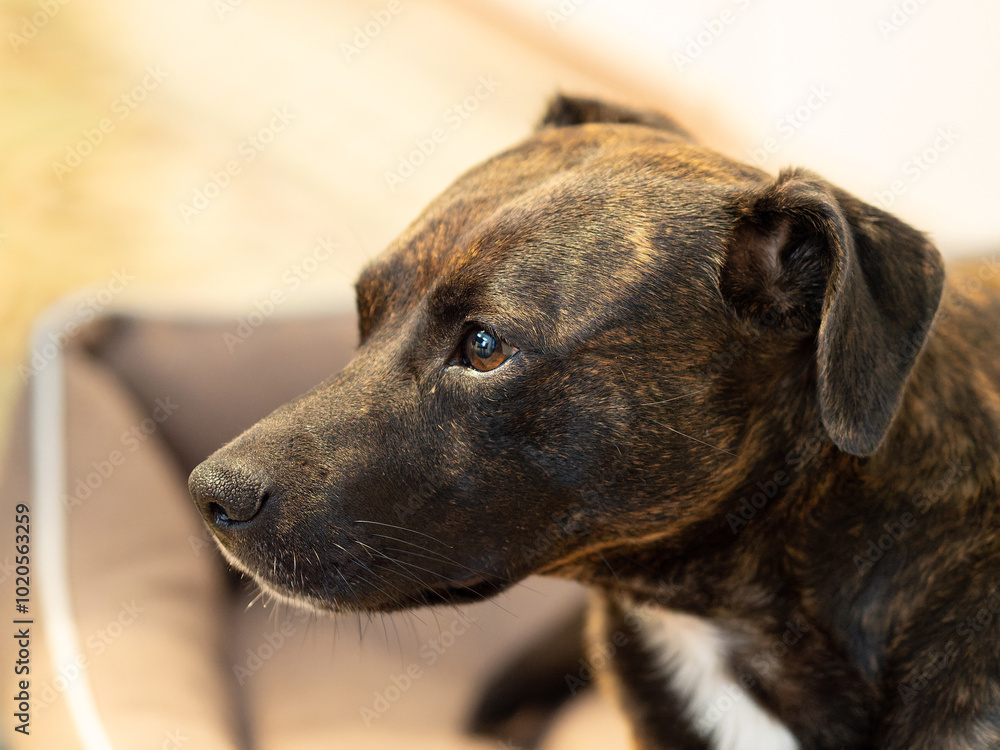 Perro con mirada muy atenta en el interior de casa Perro con mirada muy atenta en el interior de casa