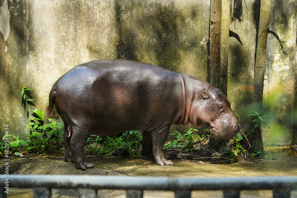 pygmy Hippopotamus eating fruit. pygmy Hippopotamus eating fruit.