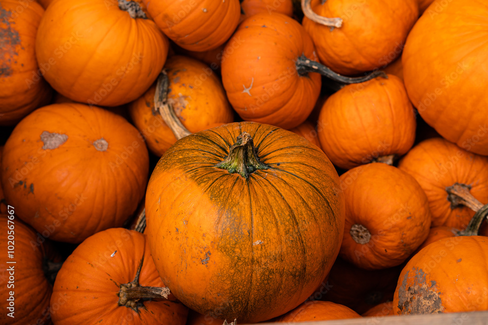 Ingathering.Pumpkins are lying on the table.Lots of pumpkins on market.Halloween Ingathering.Pumpkins are lying on the table.Lots of pumpkins on market.Halloween