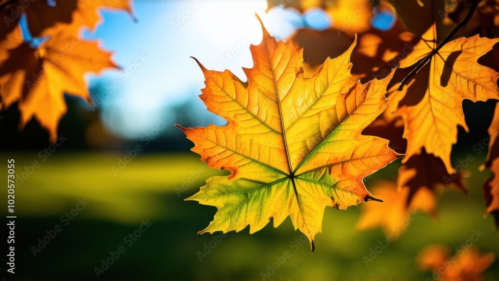 Closeup of autumn leaves in shades of orange and green illuminated by sunlight showcasing the beauty of fall seasonal Closeup of autumn leaves in shades of orange and green illuminated by sunlight showcasing the beauty of fall seasonal