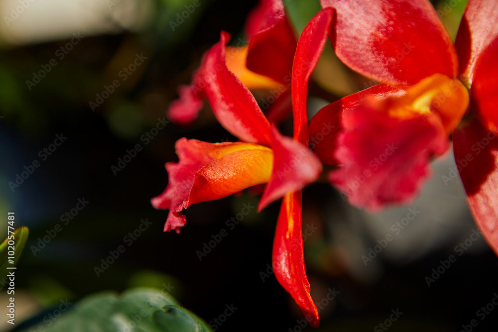 Close-up of red Cattleya orchid blooming in the garden Close-up of red Cattleya orchid blooming in the garden