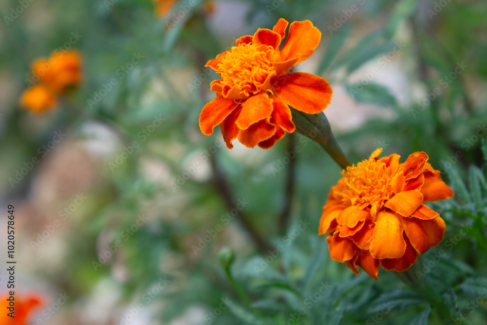 Fototapeta premium close up of Tagetes patula, the French marigold. selective focus