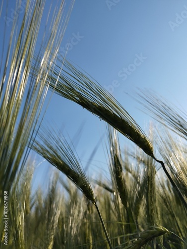 ears of wheat