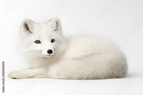 single cute little arctic fox relax on snow. clean and bright white snowfield background with golden sun light. beautiful polar scenery. photo