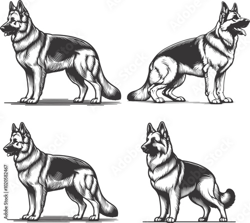 German shepherd dog in different poses on a white background objects silhouette illustration.