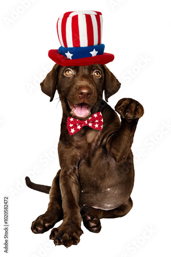 Uncle Sam puppy png sticker, Labrador Retriever on transparent background photo