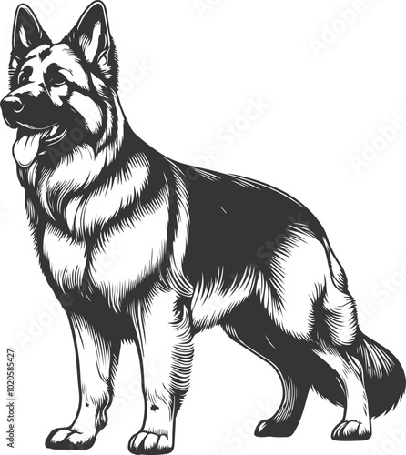 German shepherd dog in different poses on a white background objects silhouette illustration.