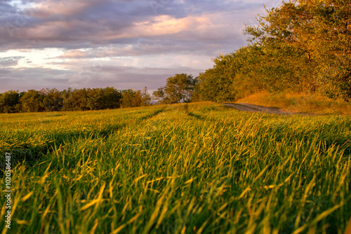 Sunset in the field with green grass and rays of lights