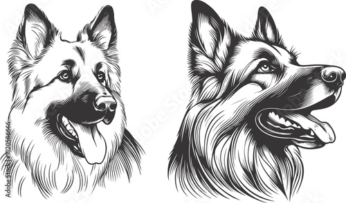 German shepherd dog in different poses on a white background objects silhouette illustration.