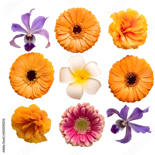 Tropical Flower Arrangement With Gerberas and Orchids on a White Background