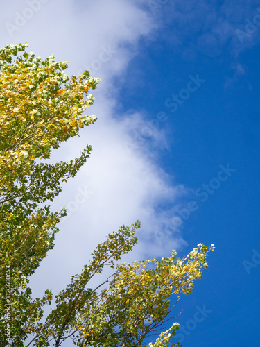 Yellow and green leaves in autumn on a sunny day