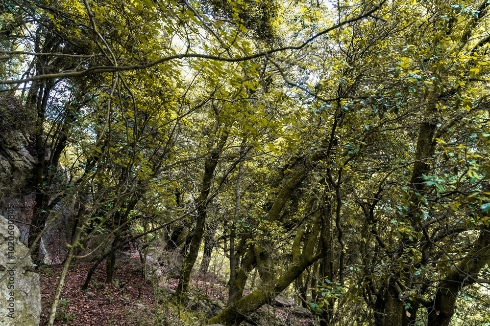 bosque visto desde el suelo bosque visto desde el suelo