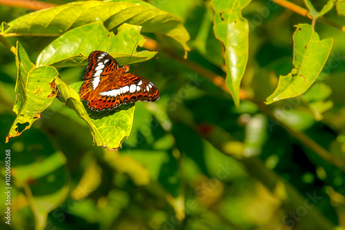 Commander butterfly Moduza procris on plant photo