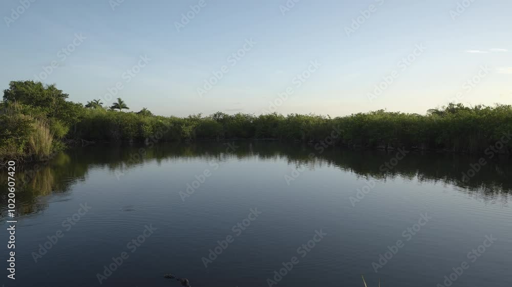 Swamp Slough Pond Landscape with Blue Sky Swamp Slough Pond Landscape with Blue Sky