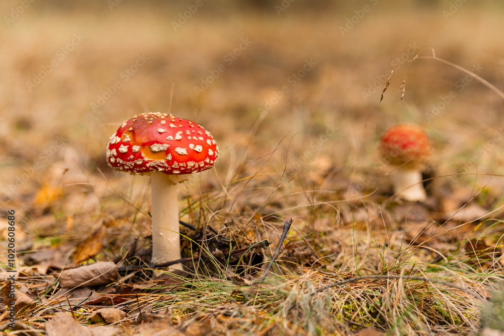 Czerwony muchomor w śodku lasu