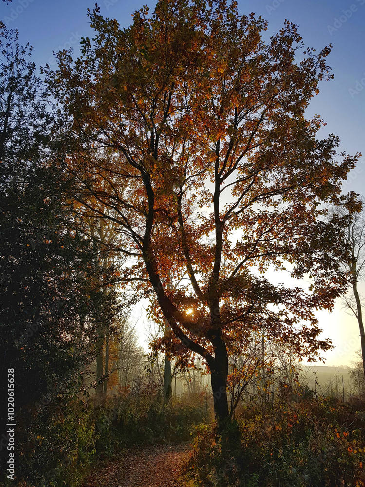 Obraz premium Herbstwald