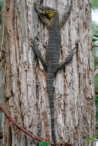 Lace monitor lizard on tree trunk, Australian native reptile goanna, indigenous Aboriginal bush tucker photo