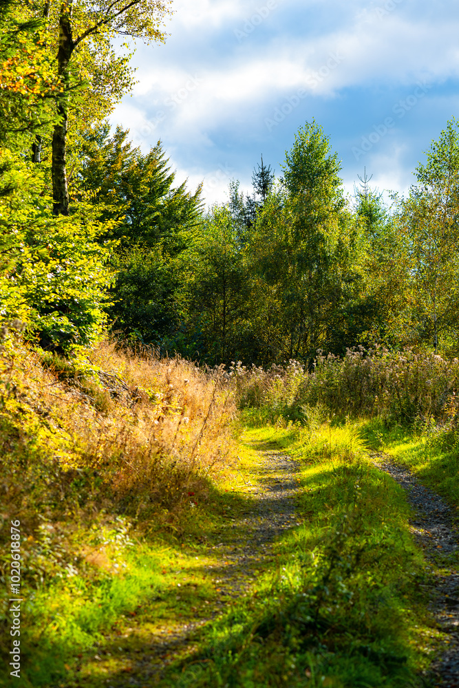 Fototapeta premium Idyllic hiking trail near Iserlohn in Sauerland, Germany. Forest path with birch trees, grasses and bushes in the hilly low mountain range on a sunny late summer's day, ideal for hiking or cycling.