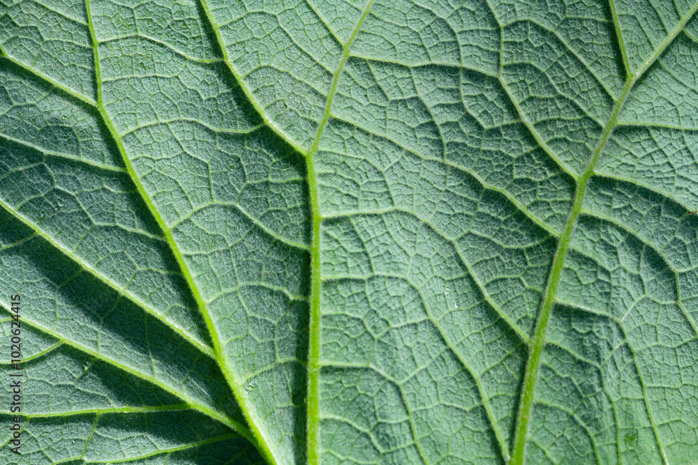 Backside of a large leaf of a butterbur plant (Petasites hybridus). Delicate organic structures and wet hairy surface. Monochrome natural foliage background in bright sunlight in Sauerland, Germany. Backside of a large leaf of a butterbur plant (Petasites hybridus). Delicate organic structures and wet hairy surface. Monochrome natural foliage background in bright sunlight in Sauerland, Germany.