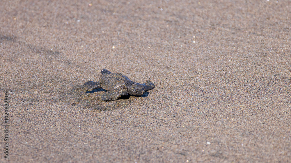 View of newborn baby hawksbill sea turtle (Eretmochelys imbricata) released from turtle shelter at beach in Juan Venado island nature reserve in Nicaragua Central America View of newborn baby hawksbill sea turtle (Eretmochelys imbricata) released from turtle shelter at beach in Juan Venado island nature reserve in Nicaragua Central America