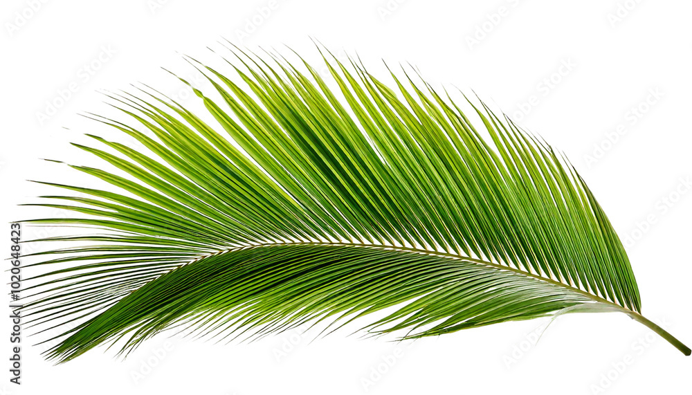 Lush green palm leaf on white background Lush green palm leaf on white background