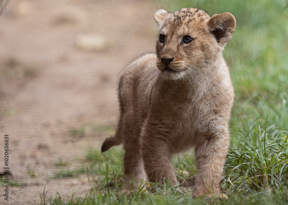 Obraz premium lion cub