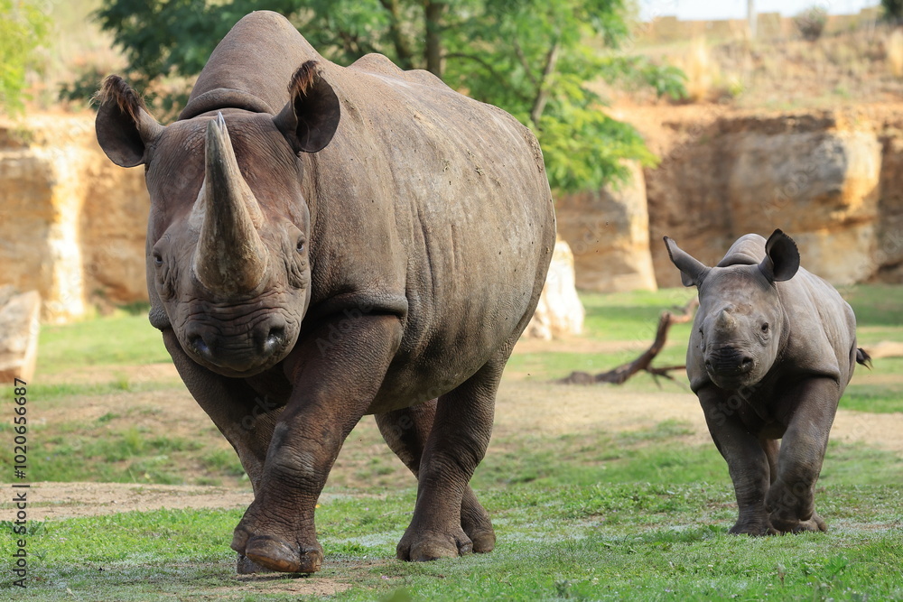 Fototapeta premium mother and daughter black rhino
