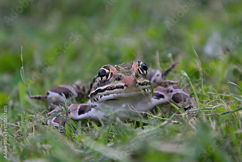 Closeup Of A Leopard Frog At Eye Level photo