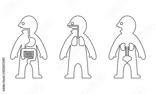 人体内臓線画