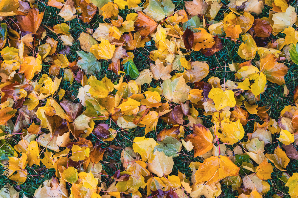 maple leaves on the ground a rainy day in fall maple leaves on the ground a rainy day in fall