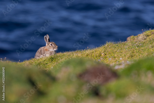 Rabbit on Clifftop, Orkney, Scotland photo