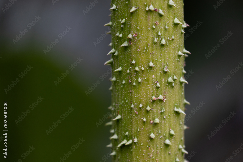 Giant Hogweed Stem Giant Hogweed Stem