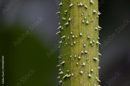 Giant Hogweed Stem