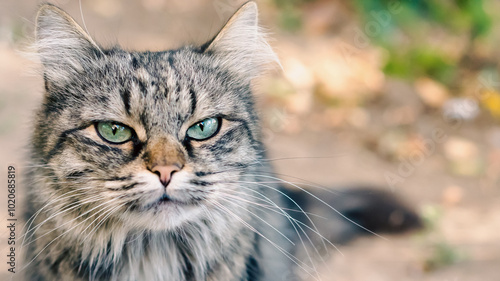 Obraz na plátně close-up portrait of a tabby cat with a very displeased face