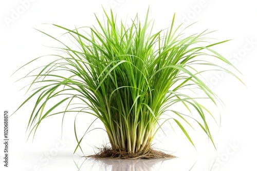 Forced perspective vetiver grass isolated on white background