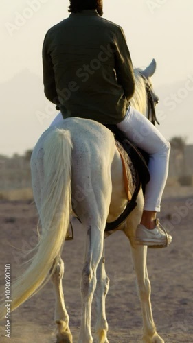 Wallpaper Mural Horse rider walking his white purebred in on sand at sunset equestrian footage, Vertical video. Torontodigital.ca