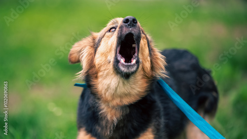 barking mongrel dog on a blue leash on a green lawn in summer