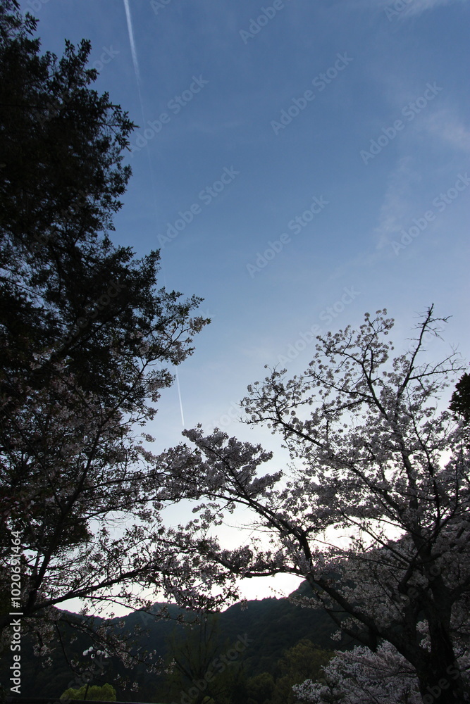 『桜』山口県岩国 サクラ #日本観光　錦帯橋　Kintai Bridge 　