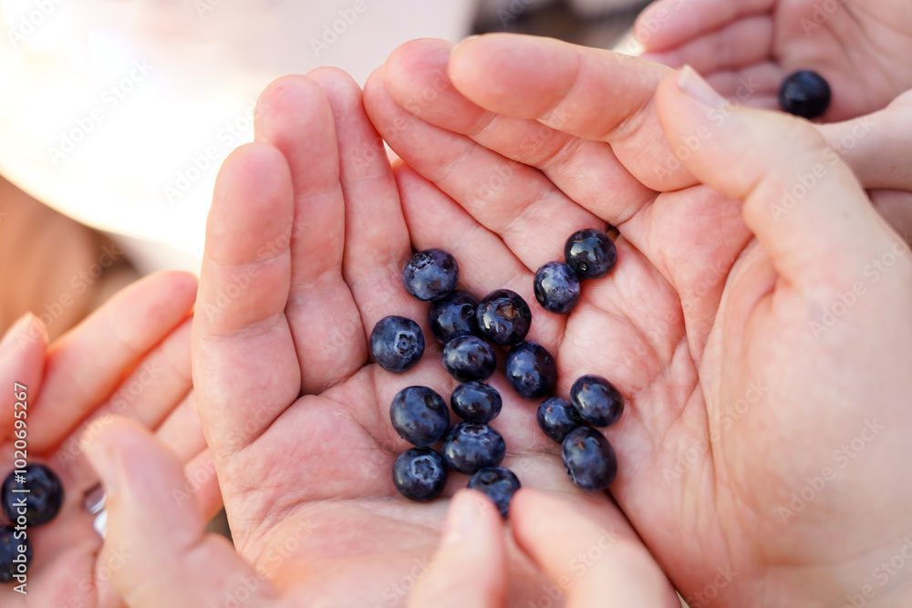 A hand holds fresh wild blueberries A hand holds fresh wild blueberries