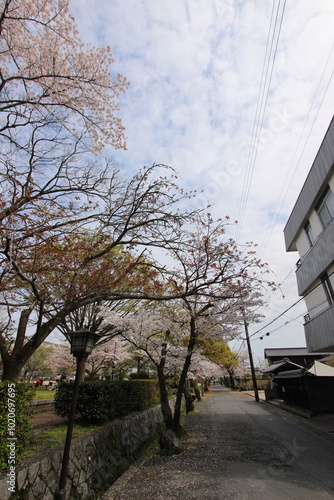 『桜』山口県岩国 サクラ #日本観光 錦帯橋 Kintai Bridge 