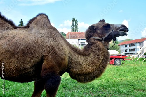 Ein Trampeltier in Nahaufnahme in einer Wohngegend photo