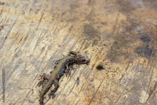 Dead house lizard lying on the sidewalk