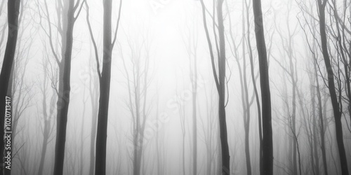 A serene winter forest enveloped in fog, showcasing tall, bare trees that evoke a sense of mystery and tranquility.