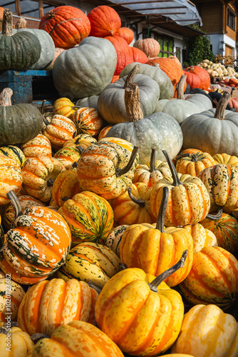 Autumn's Palette: Sweet Dumpling, Jarrahdale, and Ambercup Squash photo