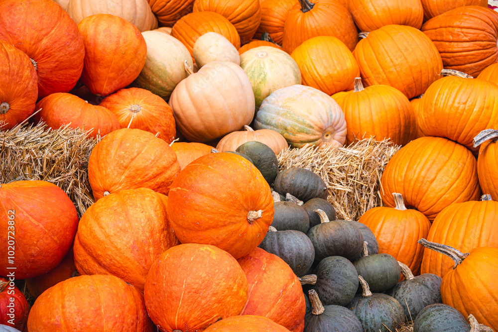 A beautiful array of pumpkins on straw with a farm backdrop. A beautiful array of pumpkins on straw with a farm backdrop.